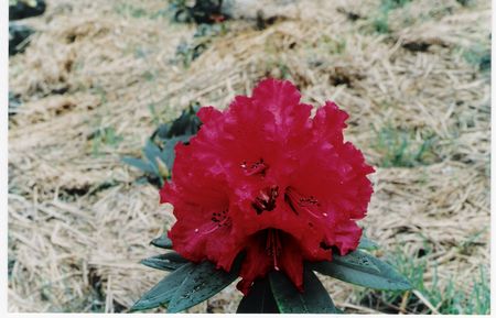 (Jean Marie de Montague x strigillosum)